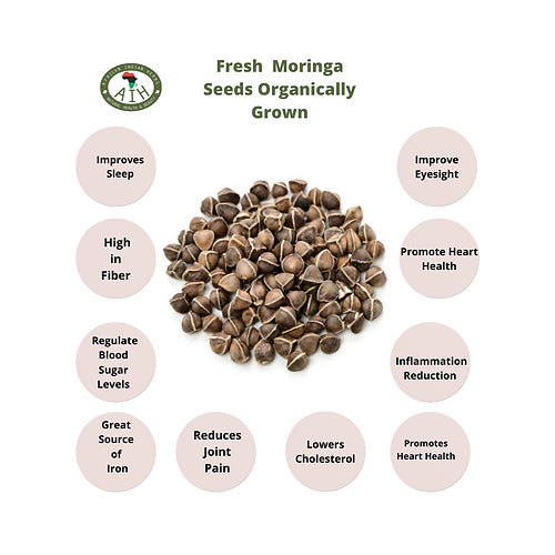 organic moringa seeds for planting Fresh Moringa Seeds Organically Grown
