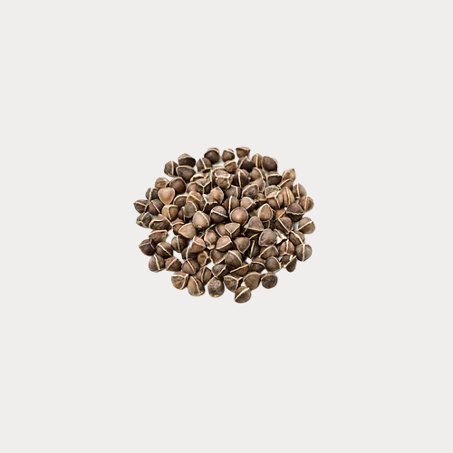 moringa plant seeds for sale Fresh Moringa Seeds Organically Grown – African Indian Herbs